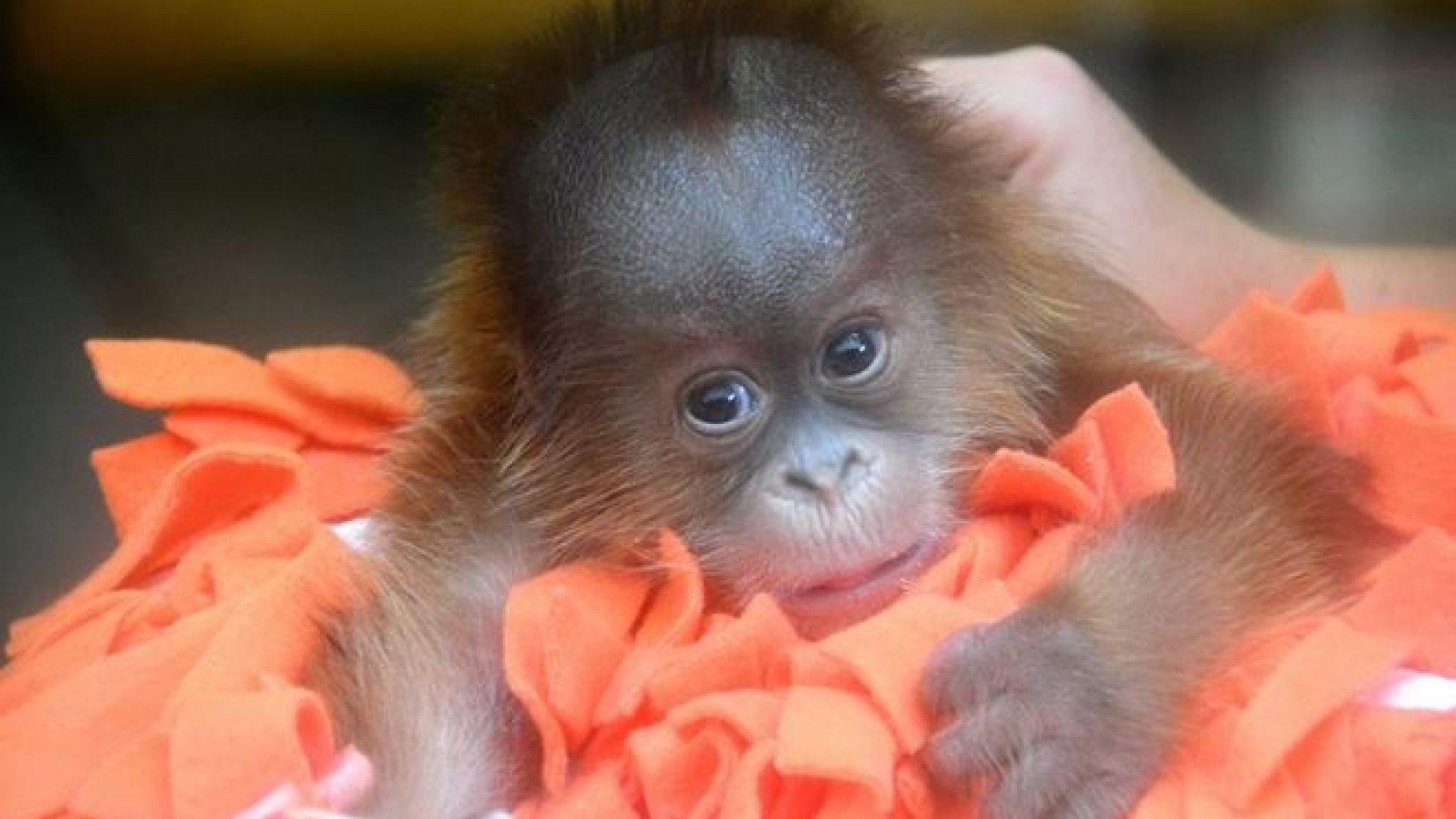 Baba az orangutánoknál Orangutánbébi