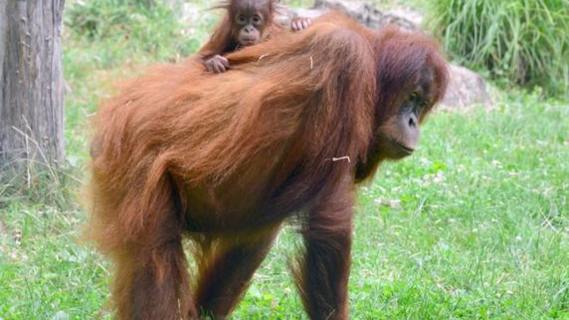 Orangután-idill a Fővárosi Állatkertben Orangután-család a Fővárosi Állatkertben