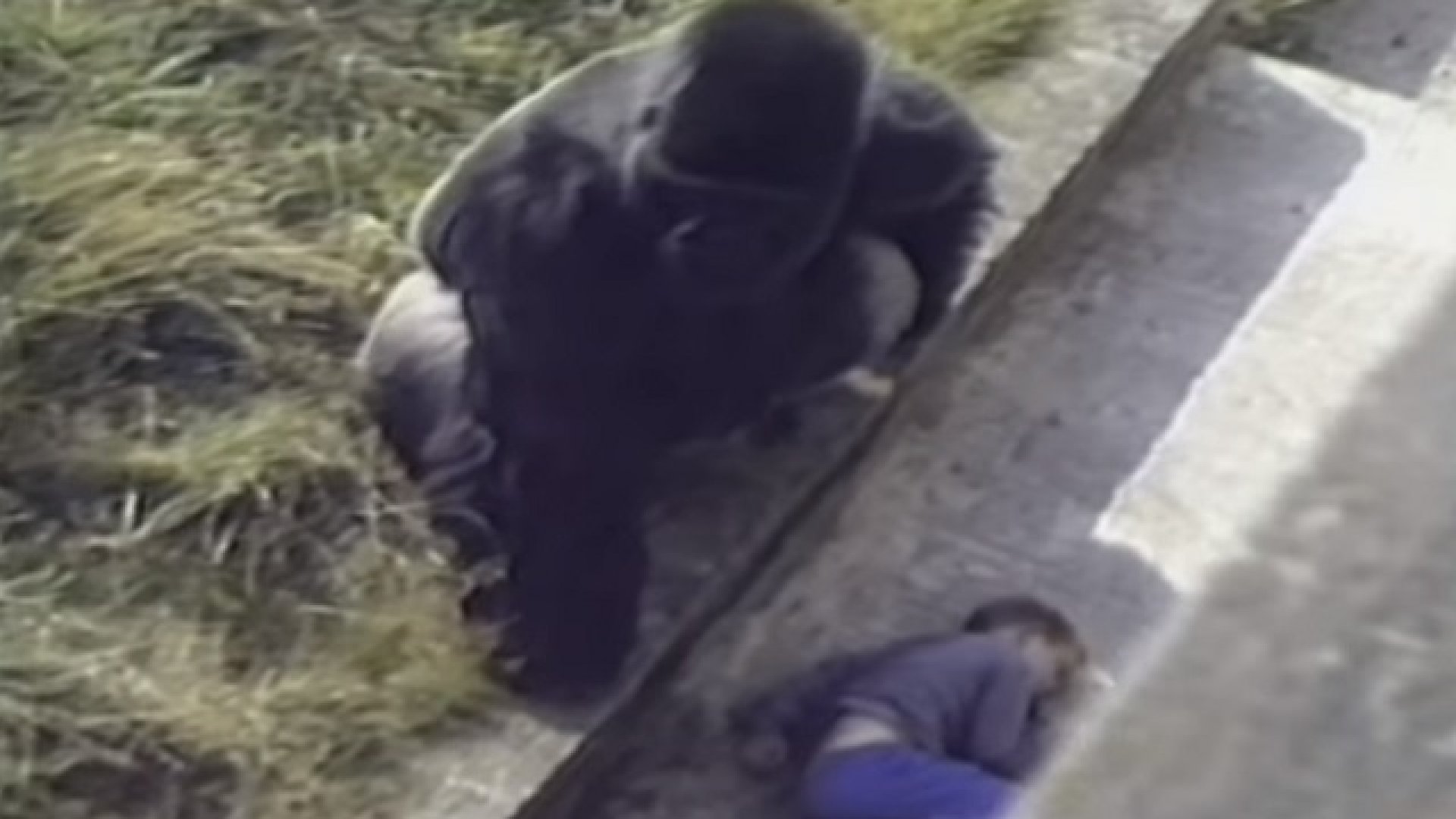 Gorilla és kisfiú - állatkerti baleset Baleset az állatkertben: gorilla és kisfiú