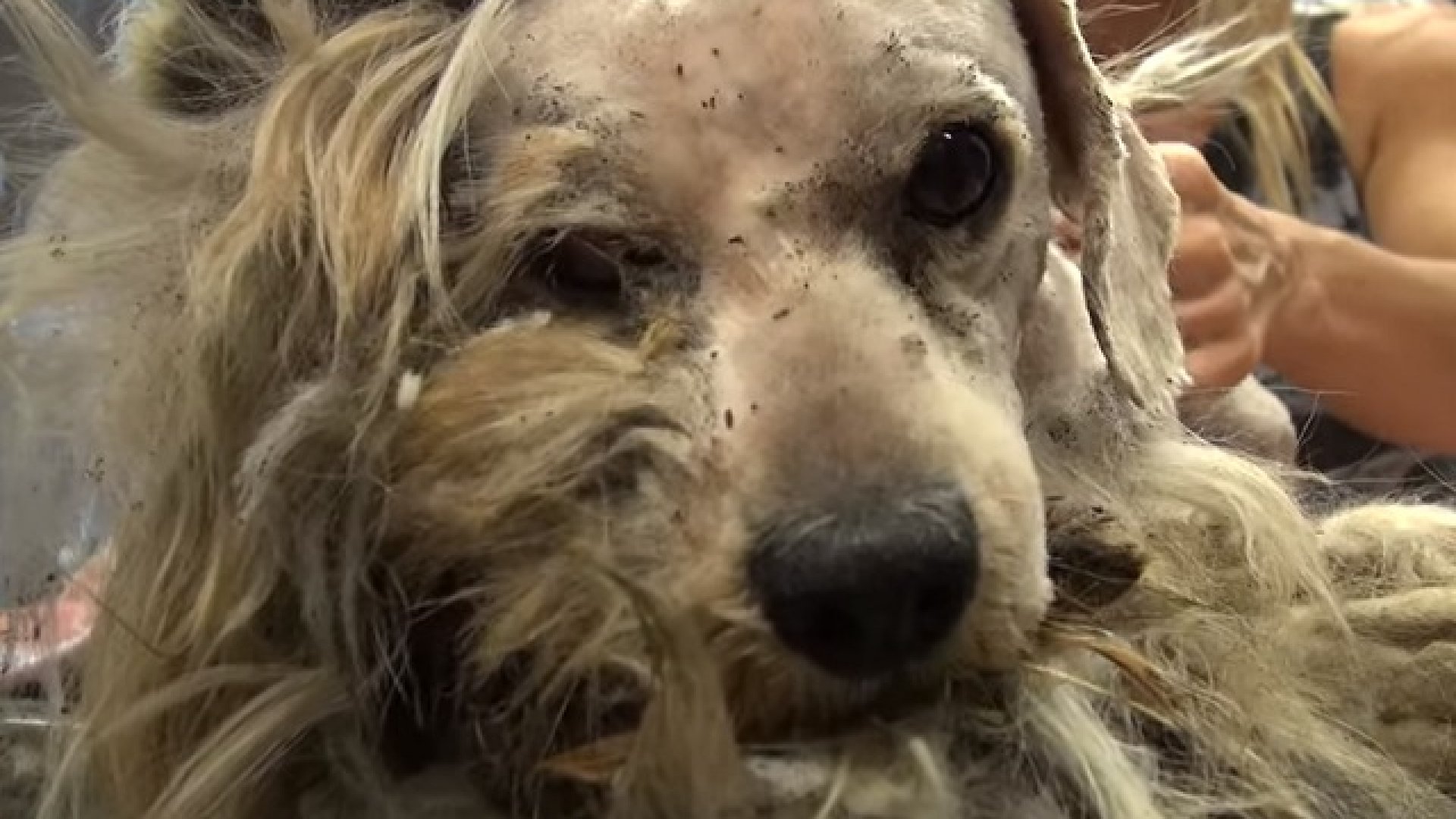 Most már kutyabaja a kuytusnak Csodás véget ért a kutya szomorú története