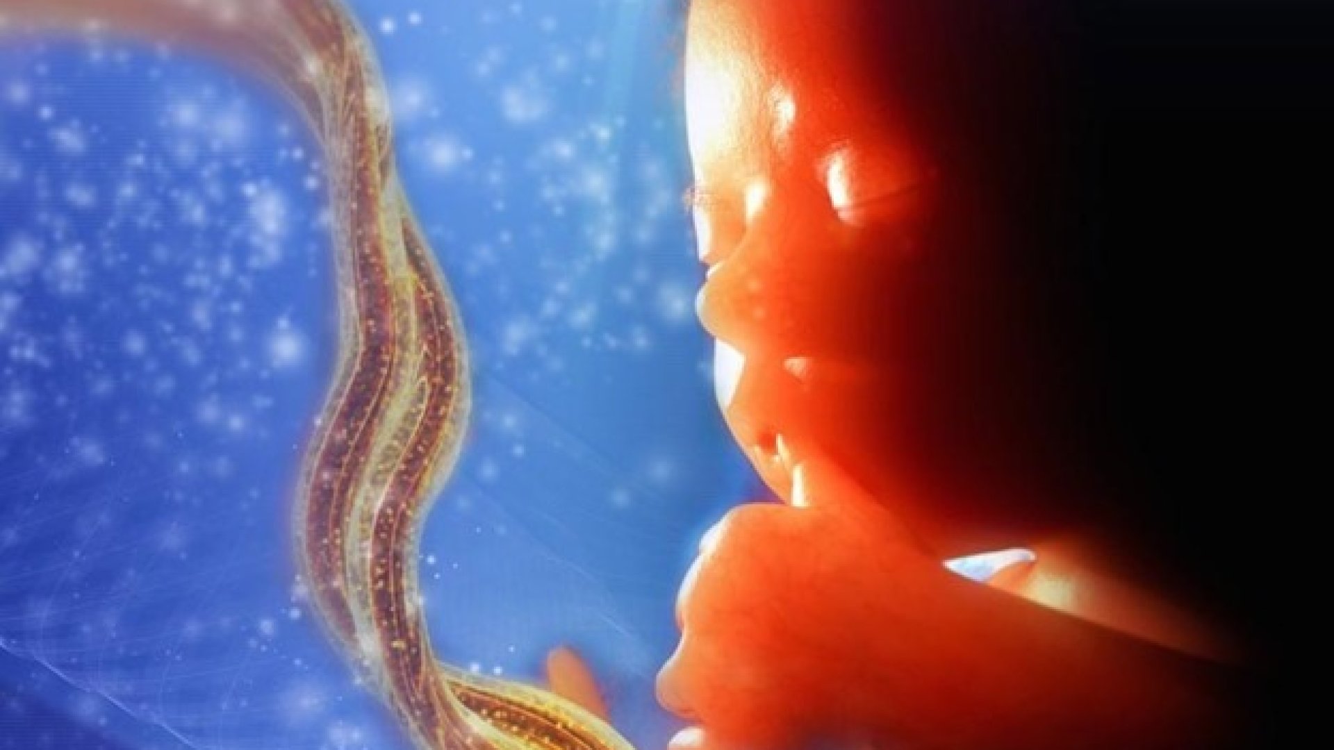 Ez történik 9 hónap alatt az anyaméhben