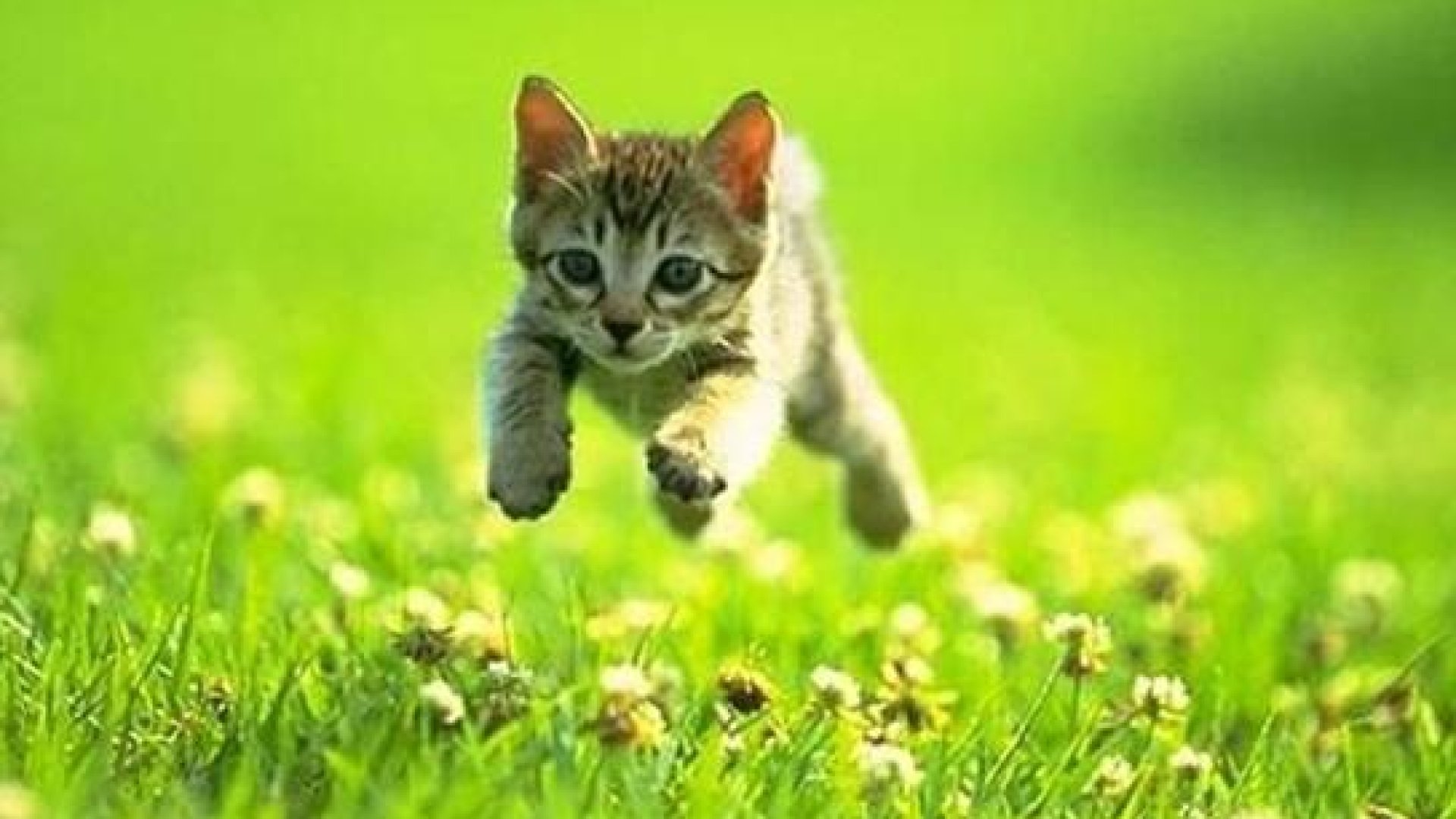 Etesd meg a cicát! -  online ügyességi játék