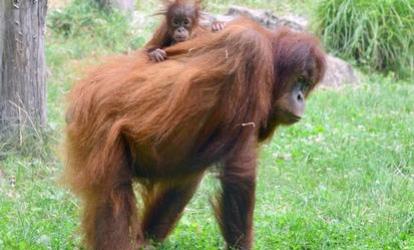 Orangután-idill a Fővárosi Állatkertben Orangután-család a Fővárosi Állatkertben