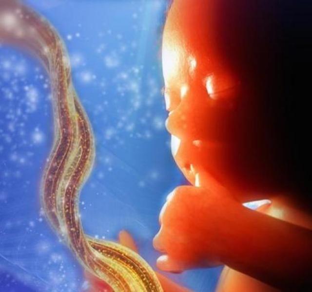 Videó a 9 csodálatos hónapról az anyaméhben Ez történik 9 hónap alatt az anyaméhben