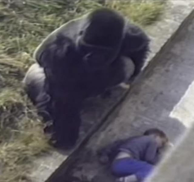 Gorilla és kisfiú - állatkerti baleset Baleset az állatkertben: gorilla és kisfiú