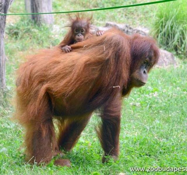 Orangután-idill a Fővárosi Állatkertben Orangután-család a Fővárosi Állatkertben