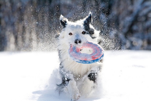 Gondoskodás a kutyákról a tél beállta előtt! 