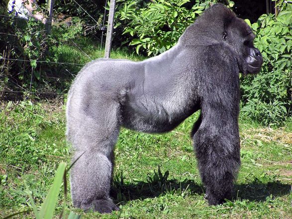 Baleset az állatkertben: gorilla és kisfiú