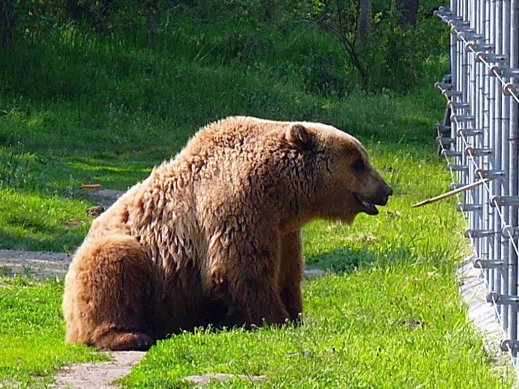 Állatok Világnapja -Családi nap -Veresegyházi Medvepark Állatok Világnapja -Családi nap -Veresegyházi Medvepark
